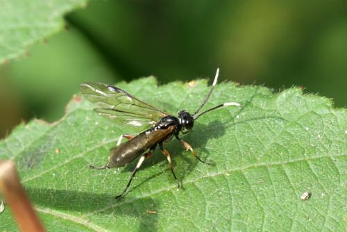 Réf. 331 755 : Apethymus serotinus